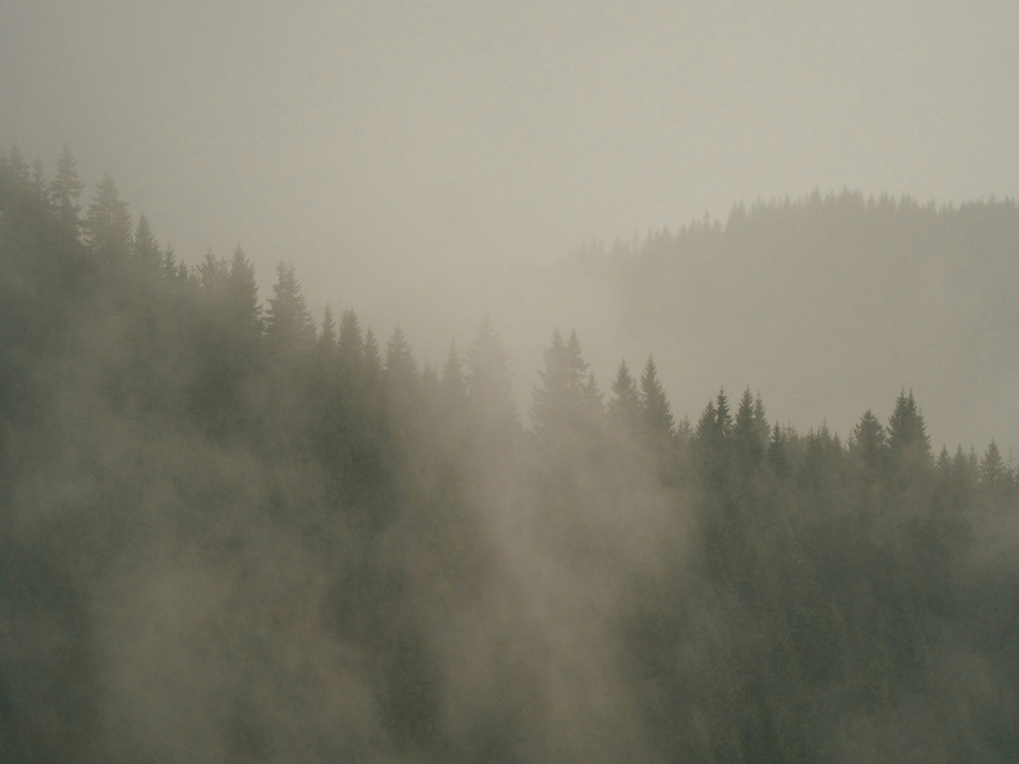 pacific advisors foggy forest background web